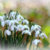 Buy canvas prints of "Snowdrops in Snow" by ROS RIDLEY