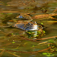 Buy canvas prints of "Reflections of a Happy Frog" by ROS RIDLEY