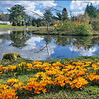 Buy canvas prints of "Idyllic Afternoon at Thorp Perrow Arboretum" by ROS RIDLEY