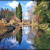 Buy canvas prints of "Reflections at Thorp Perrow" by ROS RIDLEY