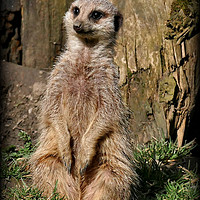 Buy canvas prints of "The Sad Meerkat" by ROS RIDLEY