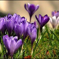 Buy canvas prints of "Purple Crocuses" by ROS RIDLEY