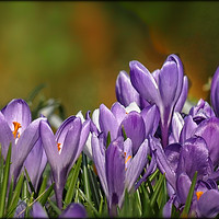 Buy canvas prints of "Purple Crocuses 2" by ROS RIDLEY