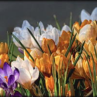 Buy canvas prints of "Evening light on the Crocuses" by ROS RIDLEY