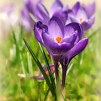 Buy canvas prints of "Purple  Crocuses 3 " by ROS RIDLEY