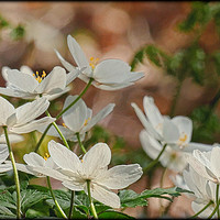 Buy canvas prints of " Wood Anemones in a breezy Durham wood" by ROS RIDLEY