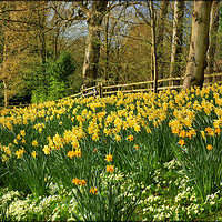 Buy canvas prints of "Daffodils at the woods" by ROS RIDLEY