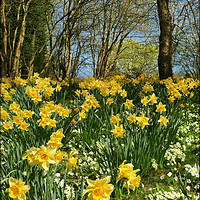 Buy canvas prints of "Daffodils in the wood" by ROS RIDLEY