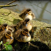 Buy canvas prints of "Ducklings first sunbathe" by ROS RIDLEY