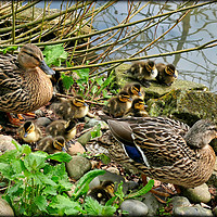 Buy canvas prints of "Meet the Mallards" by ROS RIDLEY