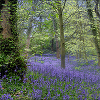 Buy canvas prints of "Evening in a misty bluebell wood" by ROS RIDLEY