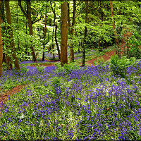 Buy canvas prints of "Dappled sunshine in the bluebell woods" by ROS RIDLEY