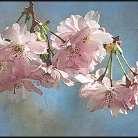 Buy canvas prints of "Antique blossoms" by ROS RIDLEY