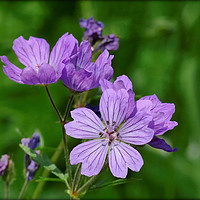 Buy canvas prints of "purple/pink Cranesbill" by ROS RIDLEY