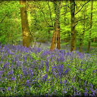 Buy canvas prints of "Misty evening light in the bluebell wood" by ROS RIDLEY