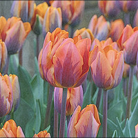Buy canvas prints of "Artistic Tulips" by ROS RIDLEY