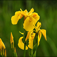 Buy canvas prints of "Iris in the reeds by ROS RIDLEY
