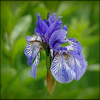 Buy canvas prints of "Iris in the reeds 2" by ROS RIDLEY