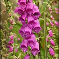 Buy canvas prints of "Foxgloves in a misty wood" by ROS RIDLEY