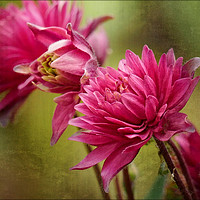 Buy canvas prints of "Miniature Astrantia" by ROS RIDLEY