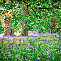 Buy canvas prints of "Spring flowers at Thorp Perrow" by ROS RIDLEY
