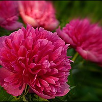Buy canvas prints of "Perfect pink Peony" by ROS RIDLEY