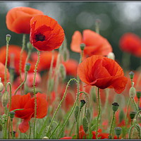Buy canvas prints of "Soft Poppies" by ROS RIDLEY