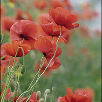 Buy canvas prints of "Poppies in the mist" by ROS RIDLEY