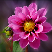 Buy canvas prints of "Bright Pink Dahlia" by ROS RIDLEY