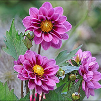Buy canvas prints of "Pink Dahlia trio" by ROS RIDLEY