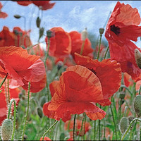 Buy canvas prints of "Arty Poppies" by ROS RIDLEY