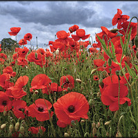 Buy canvas prints of "Stormy skies over the Poppy field" by ROS RIDLEY