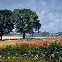 Buy canvas prints of "Trees in the poppy field" by ROS RIDLEY
