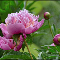 Buy canvas prints of "Peony Delight" by ROS RIDLEY