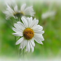 Buy canvas prints of "Daisy Time" by ROS RIDLEY