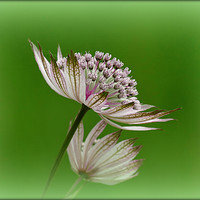 Buy canvas prints of "White Astrantia " by ROS RIDLEY