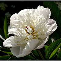 Buy canvas prints of "Peony Lactiflora Immaculee" by ROS RIDLEY