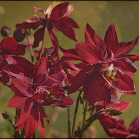 Buy canvas prints of "Red Aquilegias" by ROS RIDLEY