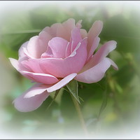 Buy canvas prints of "Single Soft Pink Rose" by ROS RIDLEY