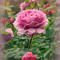 Buy canvas prints of "Victorian Rose garden" by ROS RIDLEY