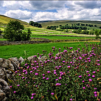 Buy canvas prints of "Thistles in the hedgerows of Littondale" by ROS RIDLEY