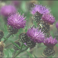 Buy canvas prints of "Thistles in the mist" by ROS RIDLEY