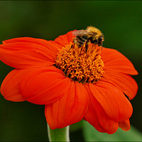Buy canvas prints of "Bee on Orange flower" by ROS RIDLEY