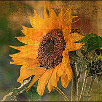 Buy canvas prints of "Antique Sunflower(Helianthus) by ROS RIDLEY