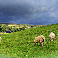 Buy canvas prints of "Where Sheep may safely graze...Teesdale" by ROS RIDLEY