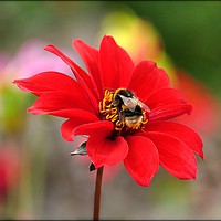 Buy canvas prints of "Bee on Dahlia" by ROS RIDLEY