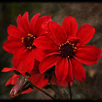 Buy canvas prints of "Rustic Dahlias" by ROS RIDLEY