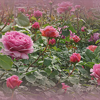 Buy canvas prints of "Victorian rose garden2" by ROS RIDLEY