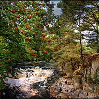 Buy canvas prints of "Rowan , River and Rocks" by ROS RIDLEY