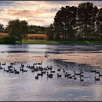 Buy canvas prints of "Evening light reflections across the park lake" by ROS RIDLEY